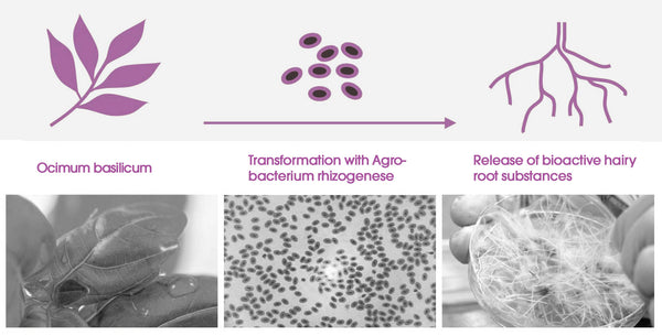 RootBioTec graphic