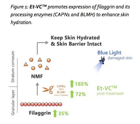 Skin Homeostasis and Et-VC