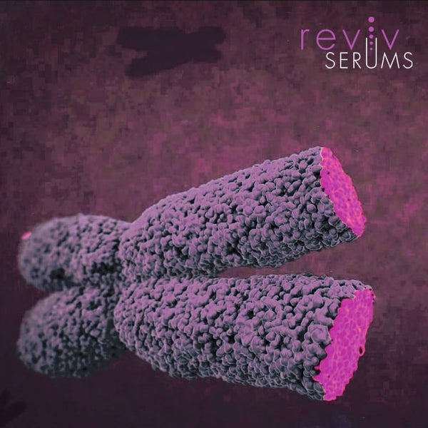 All about telomeres, telomerase and aging